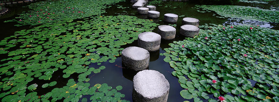 Water Lilies In A Pond, Helan Shrine Photograph by Panoramic Images