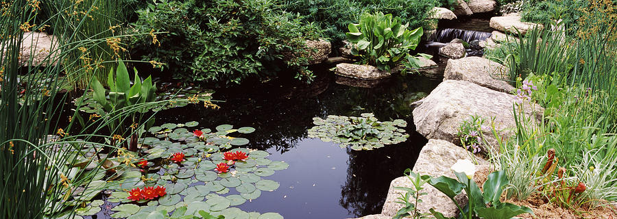 Madison Photograph - Water Lilies In A Pond, Sunken Garden by Panoramic Images