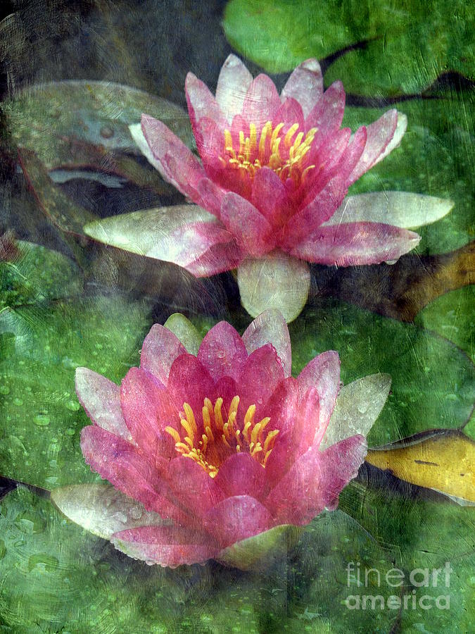 Water Lilies in a Storm Photograph by Renee Trenholm