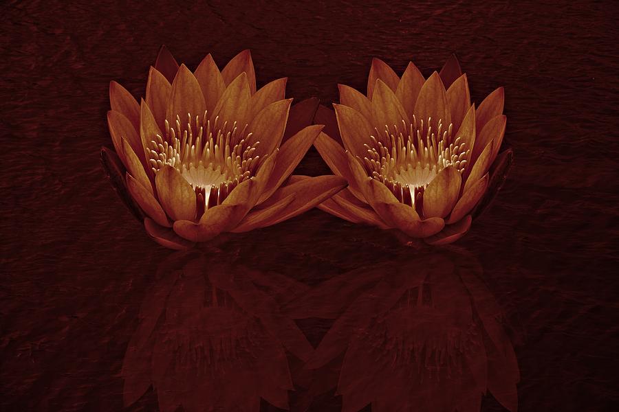 Water Lilies in Deep Sepia Photograph by David Dehner