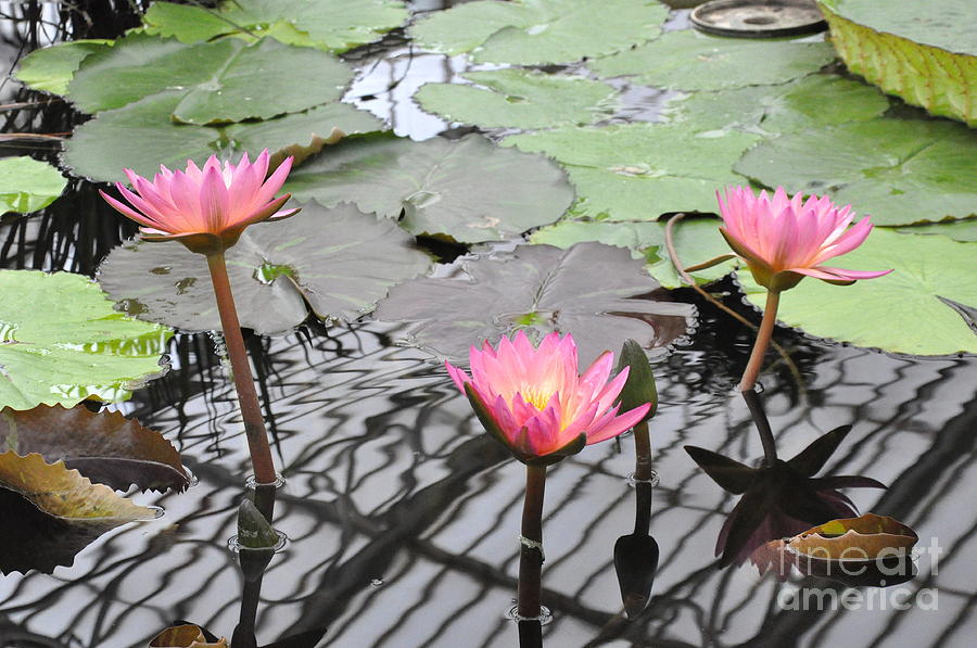 Water Lilies In Kew Gardens Photograph by Tatyana Searcy