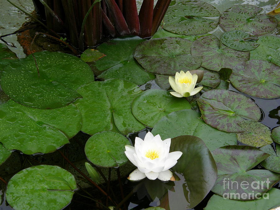 Water Lilies in Pond 2 Photograph by Bev Conover