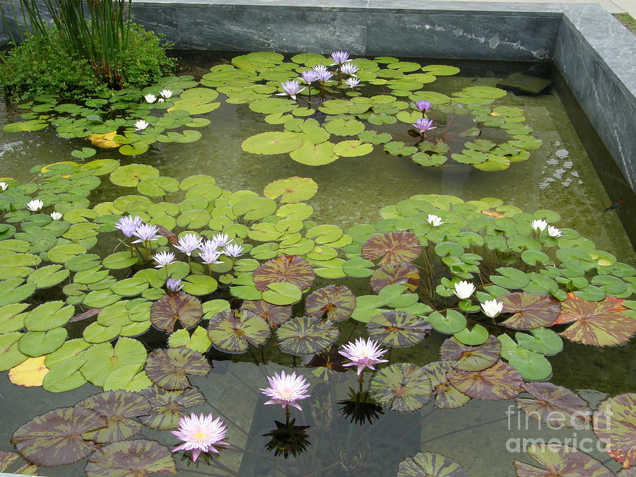Water Lilies in Pond Photograph by Bev Conover