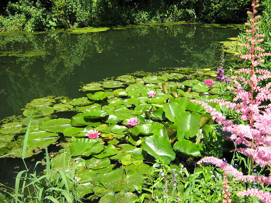 water lilies in River Avon side Photograph by Saphire Ovadia - Fine Art ...