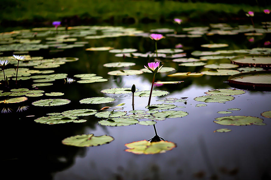 Water Lilies in the Pond Photograph by Craig Watanabe