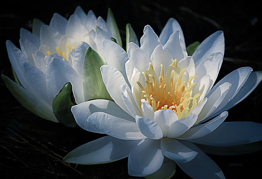 Water Lilies in White Photograph by Julie Palencia