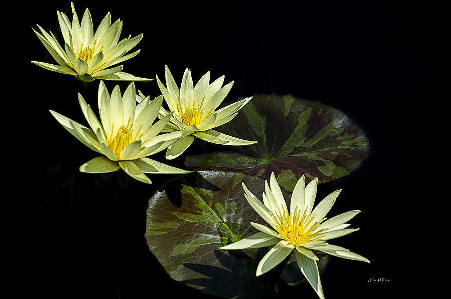 Water Lilies in Yellow Photograph by Julie Palencia
