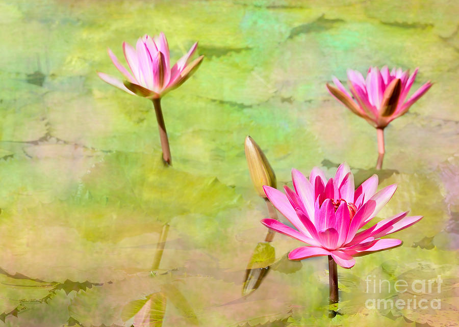Claude Monet Photograph - Water Lilies Inspired by Monet by Sabrina L Ryan