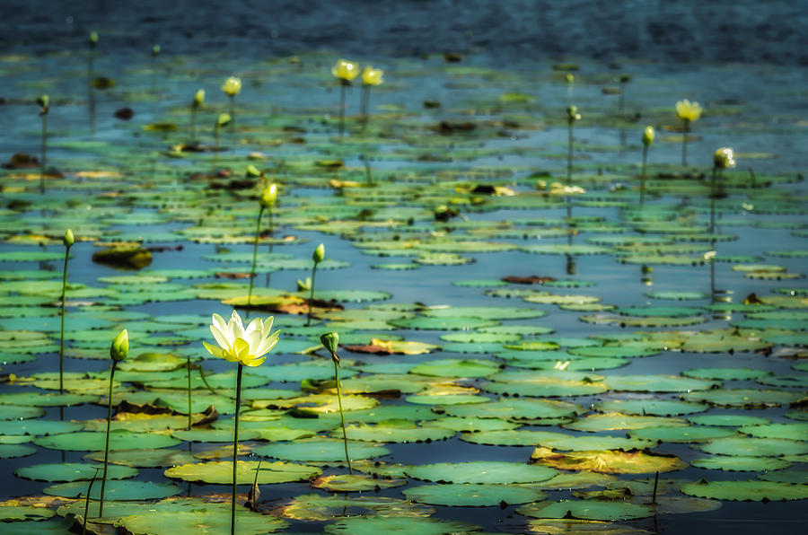 Lily Photograph - Water Lilies by James Barber