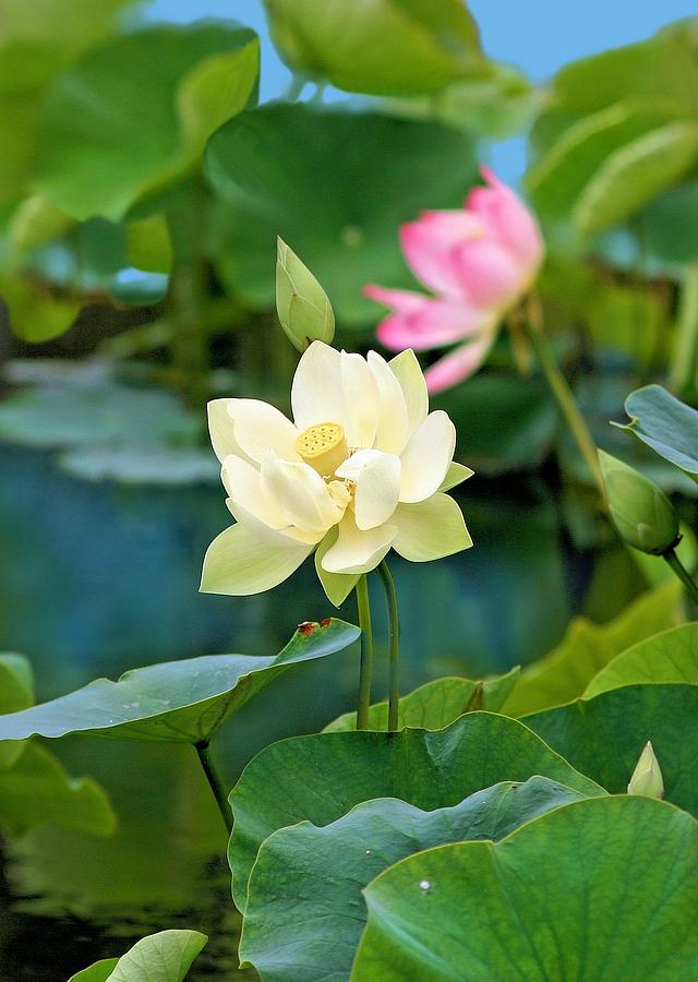 Water Lilies Photograph by Jane Girardot