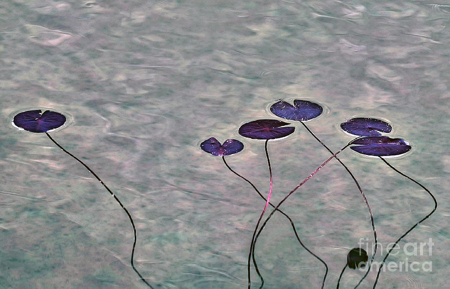 Water Lilies Digital Art by Leo Symon Water Lilies Digital Art by Leo Symon