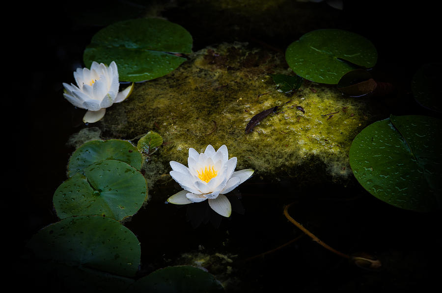 Water Lilies Photograph by Mark Llewellyn