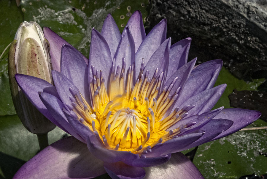 Water Lilies Photograph by Miguel Winterpacht