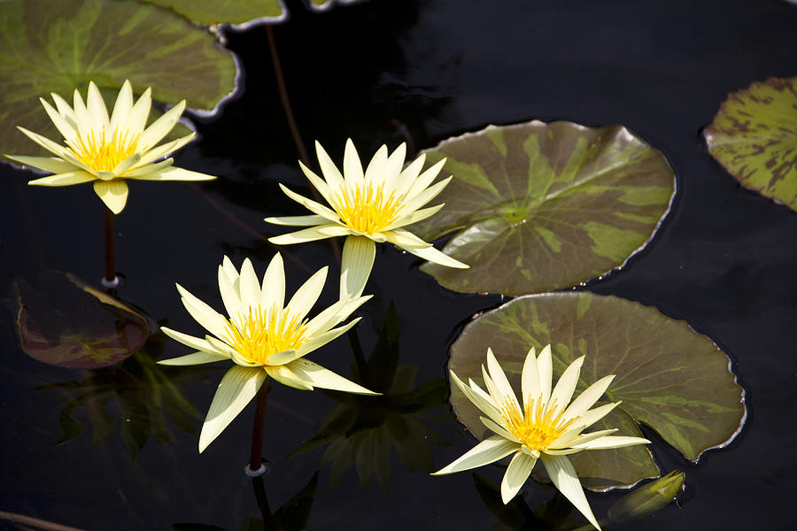 Lilies Photograph - Water Lilies by Nancy Dinsmore