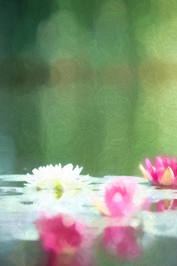 Water Lilies - Paintography Photograph by Nate Heldman