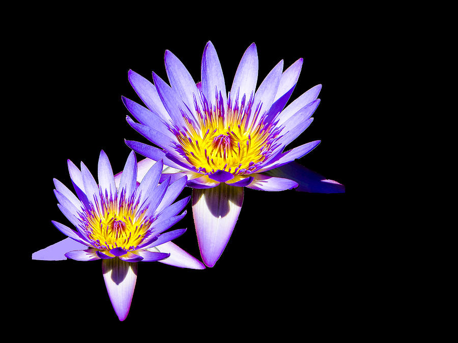 Water Lilies on Black Photograph by Bill Barber
