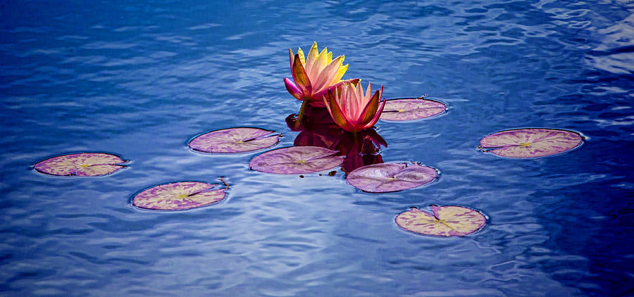 Lily Photograph - Water Lilies by Her Arts Desire