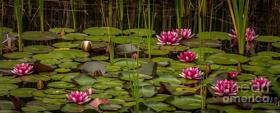 Water Lilies Photograph by Patti Raine