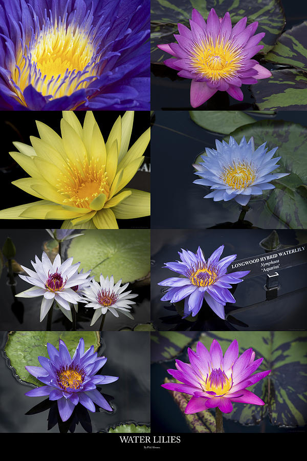Water Lilies Photograph by Phil Abrams