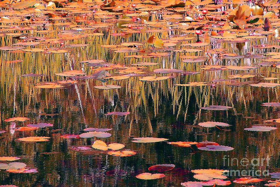 Water Lilies Re Do Photograph by Chris Anderson