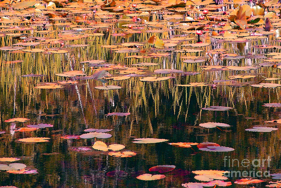 Water Lilies Revisited Photograph by Chris Anderson