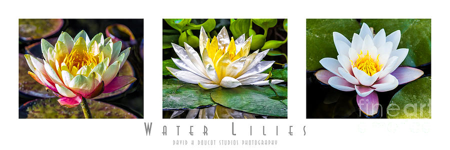 Water Lilies Triptych With Title and Nameplate Photograph by David Doucot