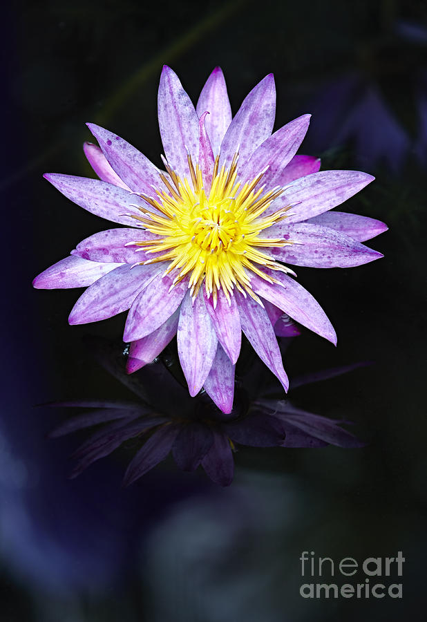 Flower Photograph - Water Lilies V by Eyzen M Kim