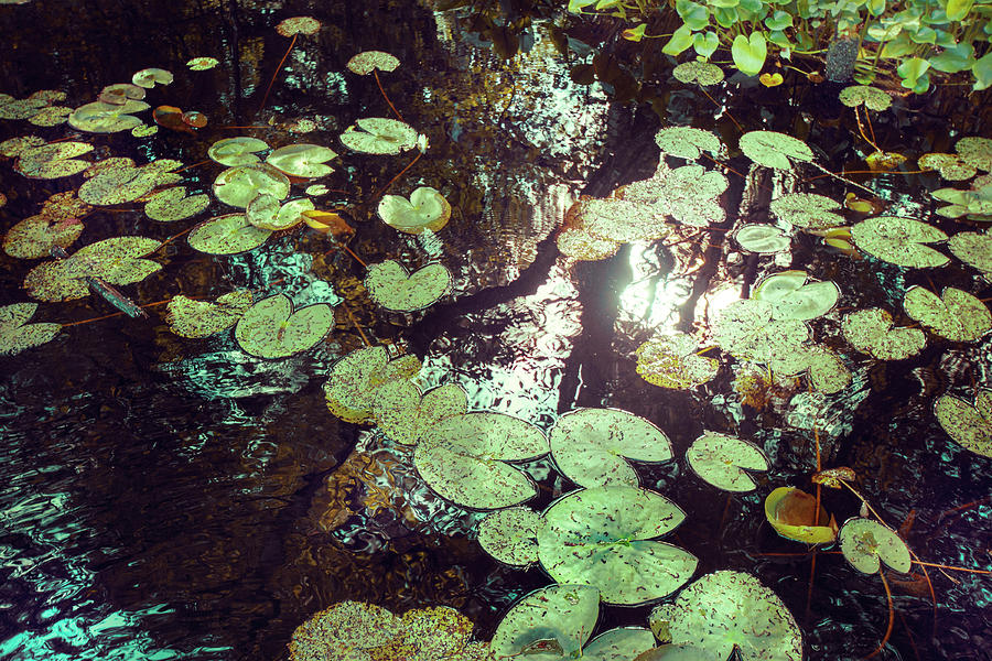 Water Lilies Photograph by Vikavalter