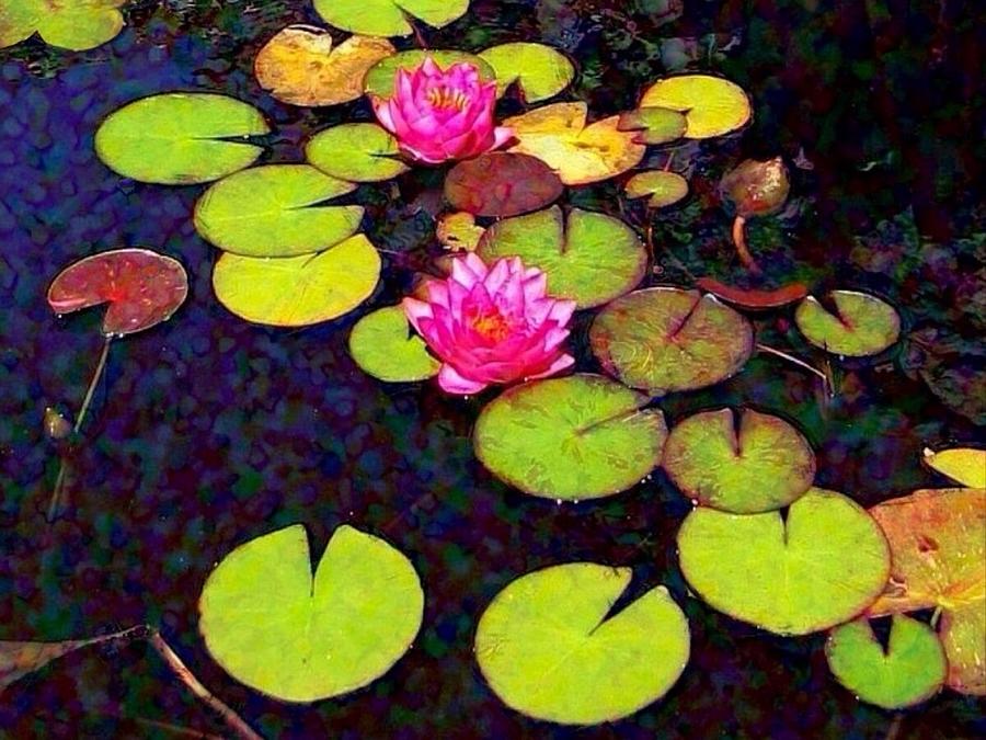 H Water Lilies with Pink Flowers - Horizontal Painting by Lyn Voytershark
