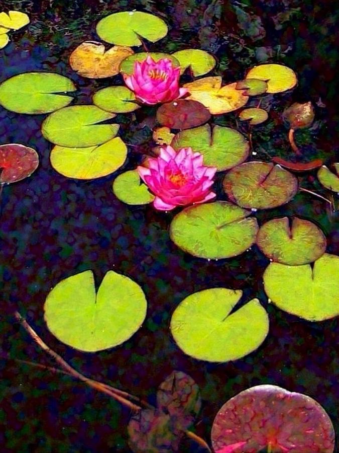 V Water Lilies with Pink Flowers - Vertical Digital Art by Lyn Voytershark