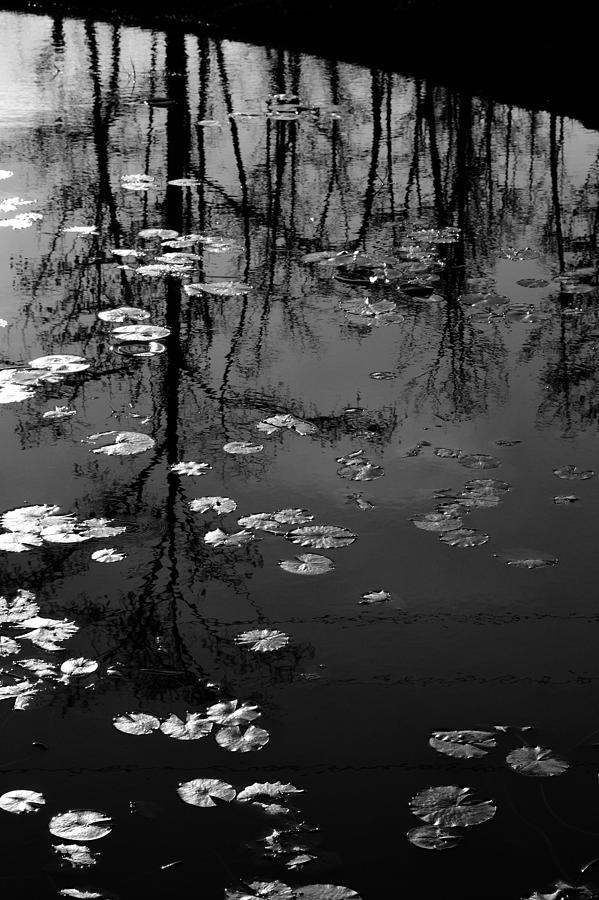 Water Lilies and Trees Photograph by George Taylor