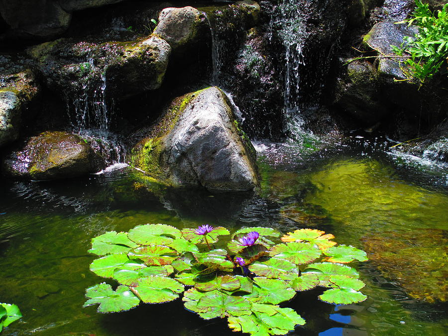 Water Lillies And Waterfalls Photograph