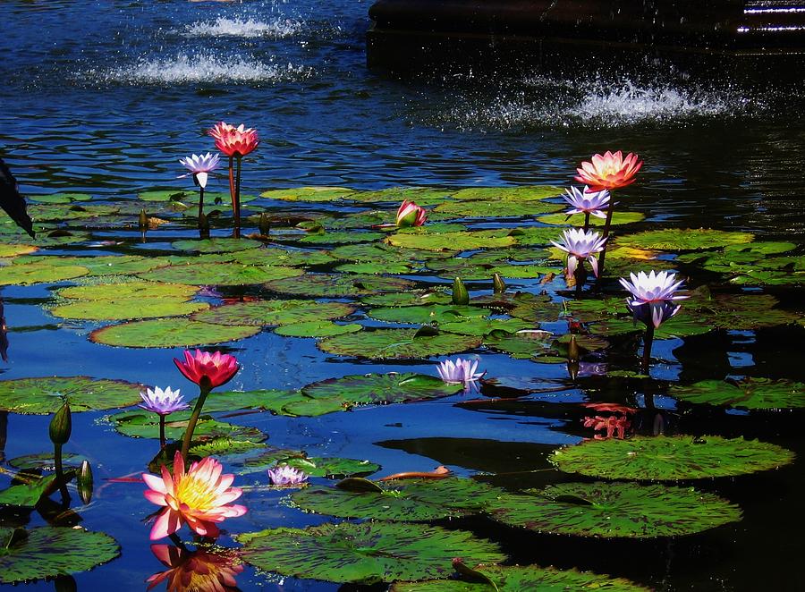 Nature Photograph - Water Lillies Central Park New York City by Jeannie Allerton