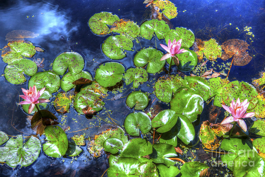 Water Lillies Photograph by Dale Powell