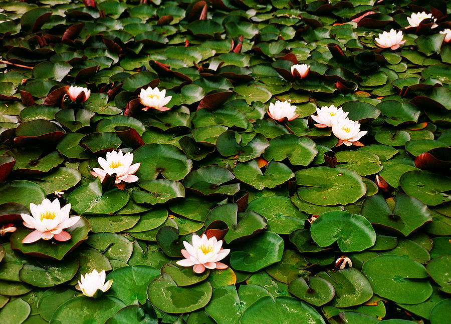 Water Lillies Photograph by F. Stuart Westmorland