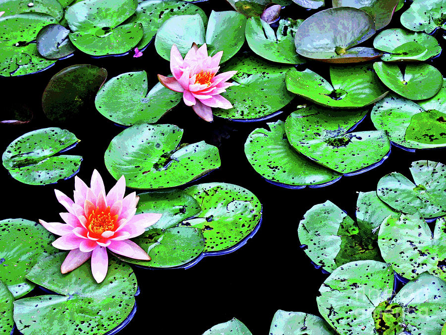 Water Lillies -- Inspired By Monet-1 Photograph by Larry Oskin