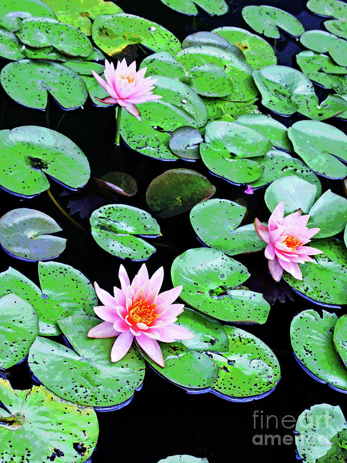 Water Lillies -- Inspired By Monet-2 Photograph by Larry Oskin