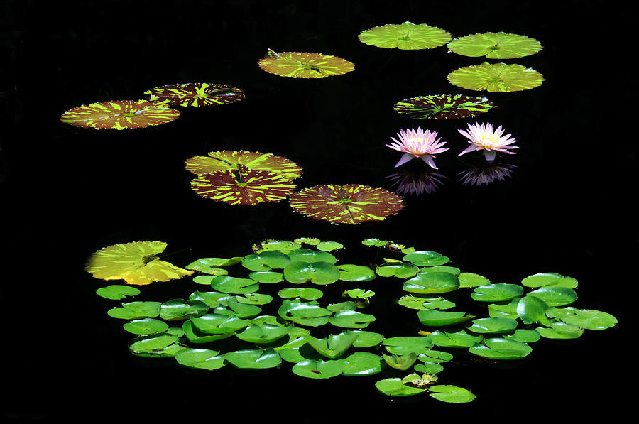Water Lillies Photograph by Winston D Munnings