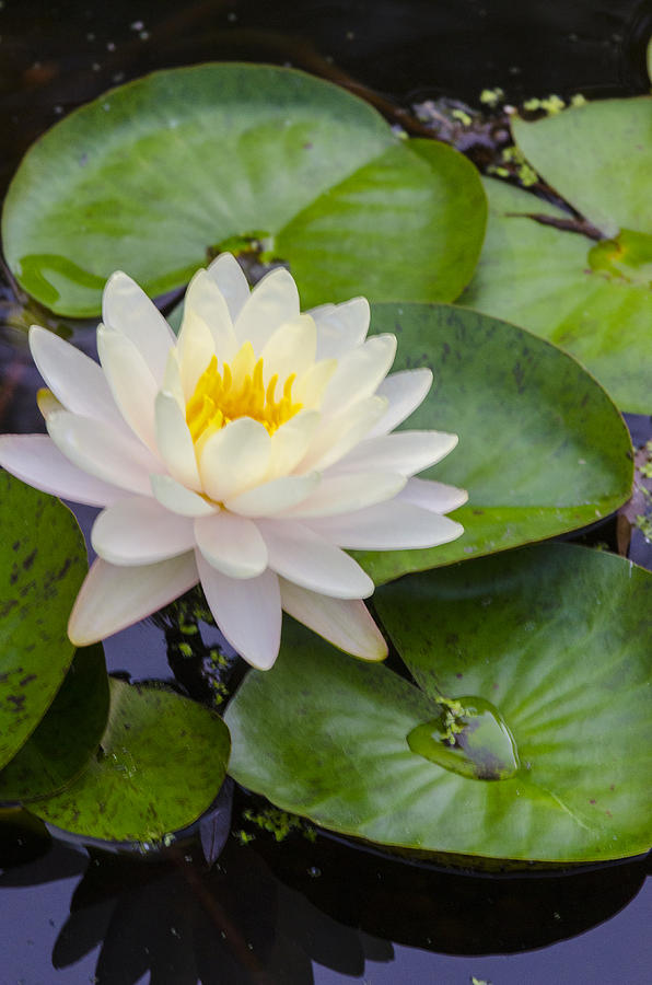 Water Lilly 2 Photograph by David Drew - Fine Art America