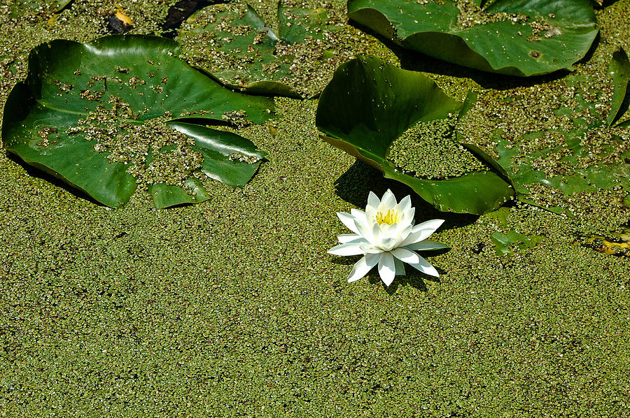 Water Lilly 2 Photograph by Rhonda Barrett