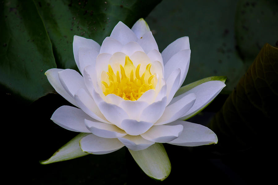 Water Lily Blossom Photograph by Harold Hopkins - Fine Art America