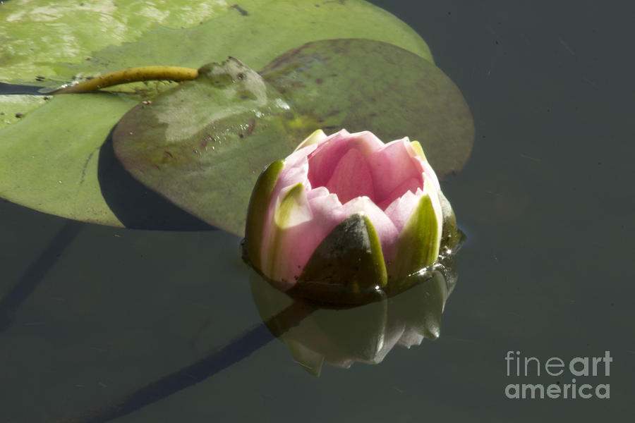Water Lilly Bowl Photograph by Steven Parker