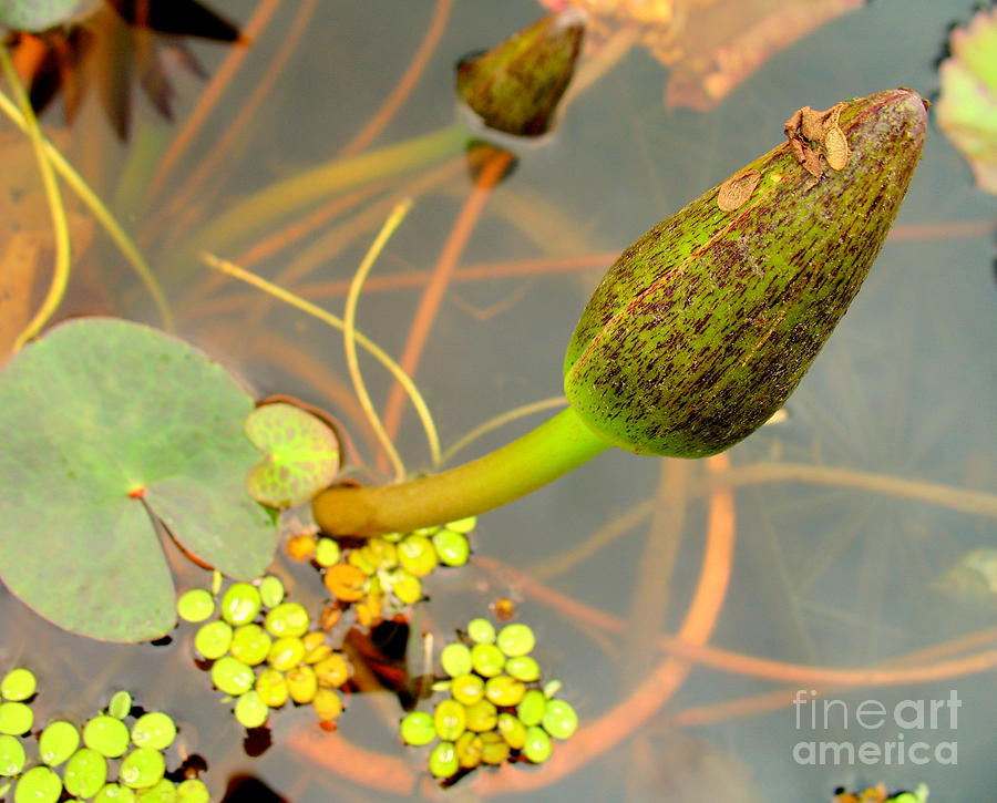 Water Lilly Bud Photograph by Jolanta Anna Karolska