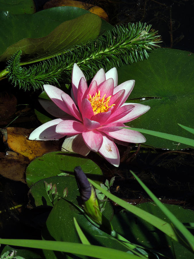 Water LIlly Photograph by Don Wright