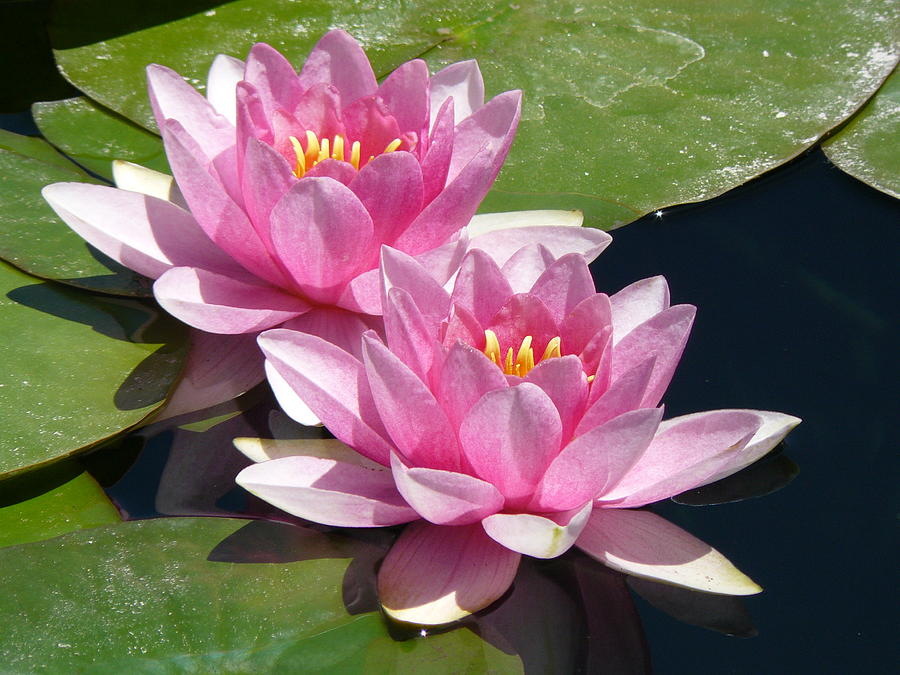 Water Lilly Duet Photograph by Krista Keck | Fine Art America