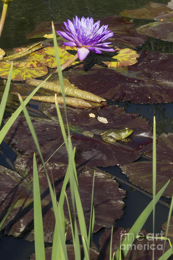Water Lilly Frog Photograph by Steven Parker