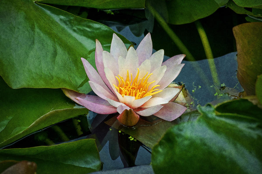 Water Lilly Photograph by Ian Mitchell