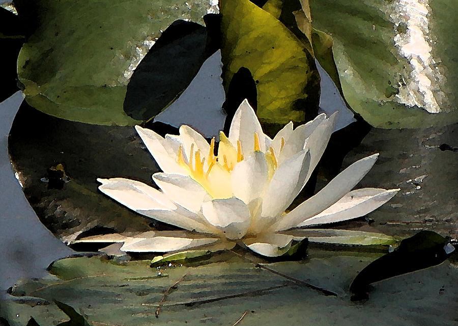 Water Lilly Photograph by Jim Baker