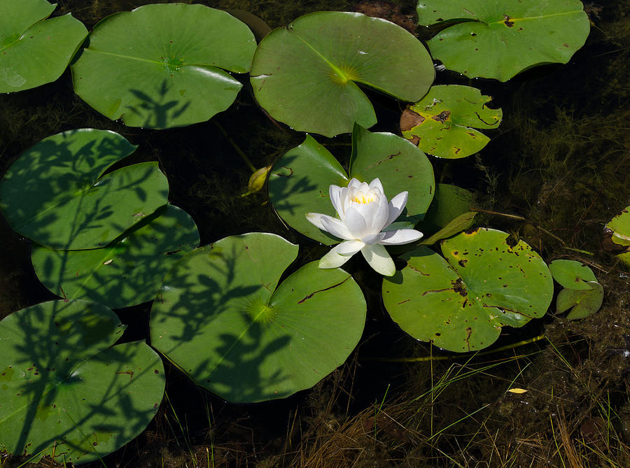 Lily Photograph - Water Lily by Jim Shackett