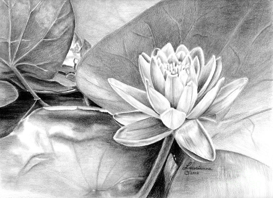 Water Lilly Drawing by Laurianna Taylor